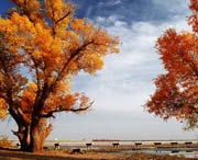 沙雅天气预报30天