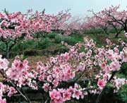 龙泉驿明天天气